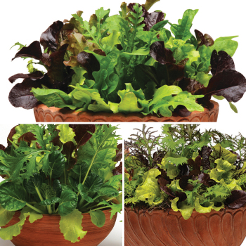 Simply Salad® Collection Simply Salad® Collection
