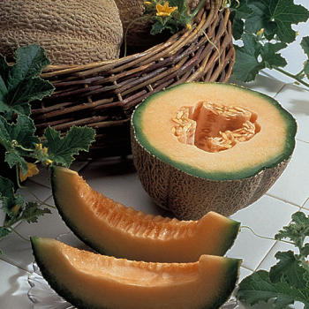 Melon, Burpee Hybrid PMT Melon, Burpee Hybrid PMT