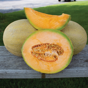Melon, Goddess Hybrid Melon, Goddess Hybrid