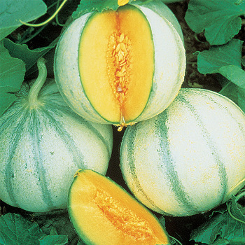 Savor Charentais Hybrid Melon