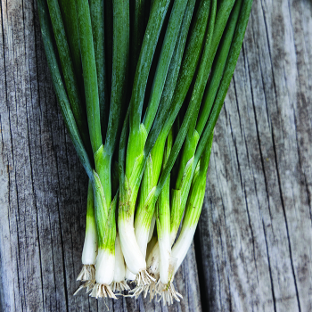 Bunching Onion, Warrior 