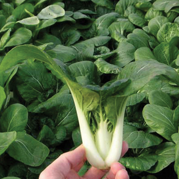 Pak Choi, Toy Choi Hybrid 
