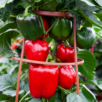 Pepper, Big Ben, Hybrid