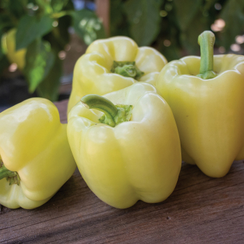 Pepper, Sweet, Valahia Hybrid Pepper, Sweet, Valahia Hybrid