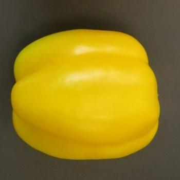 Pepper, Bell, Sun Haven Hybrid Pepper, Bell, Sun Haven Hybrid