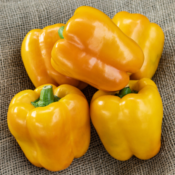 Pepper, Sweet, Muscato Hybrid