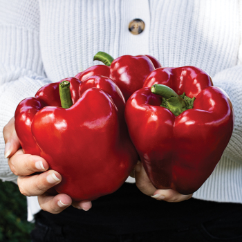 Pepper, KickStart Hybrid