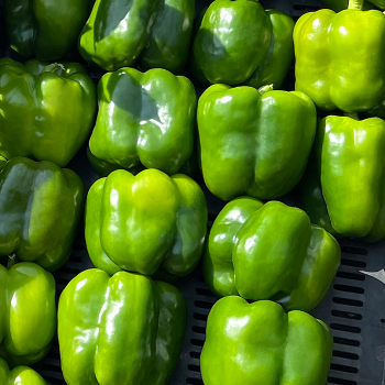 Pepper, Turbo S10 Hybrid