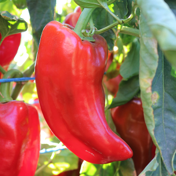 Pepper, Kaptur Hybrid