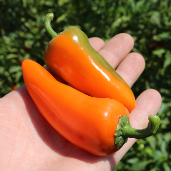 Pepper, Pick-N-Pop Orange Hybrid