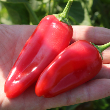 Pepper, Pick-N-Pop Red Hybrid