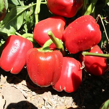 Pepper, Heartbeat Hybrid