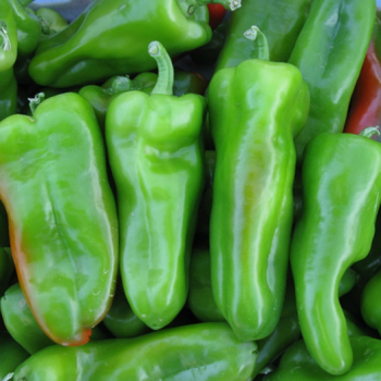 Pepper, Havanna Slamma Hybrid