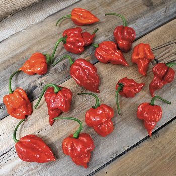 Pepper, Hot, Trinidad Scorpion  Pepper, Hot, Trinidad Scorpion