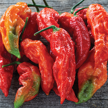 Pepper, Hot, Bhut Jolokia