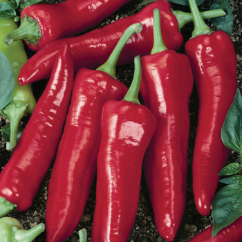 Pepper, Hot, NuMex Big Jim