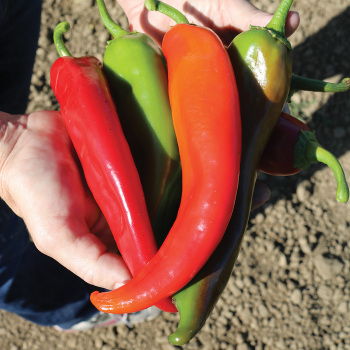Pepper, Hot, Biggie Chile™ Hybrid Pepper, Hot, Biggie Chile™ Hybrid