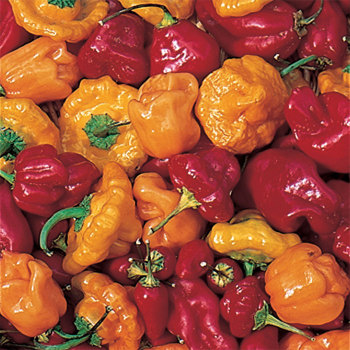 Caribbean Blend Pepper