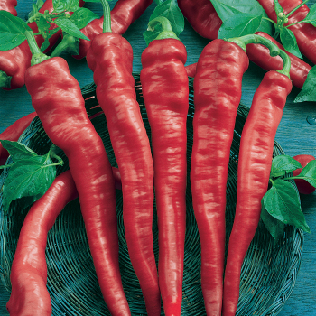 Pepper, Hot, Cayenne Large Red Thick