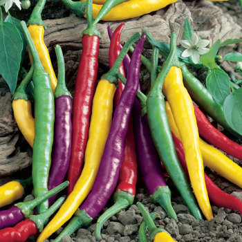 Cayenne Blend Pepper