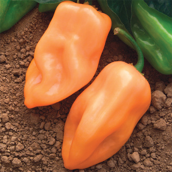 Burning Bush™ Hybrid Pepper