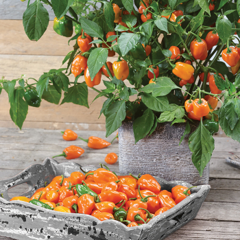 Pepper, Hot, Habanero Orange