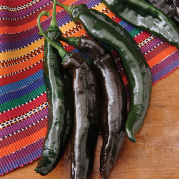 Holy Mole Hybrid Pepper