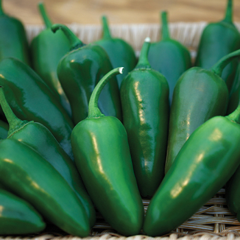 Pepper, Hot, Megatron Hybrid Pepper, Hot, Megatron Hybrid