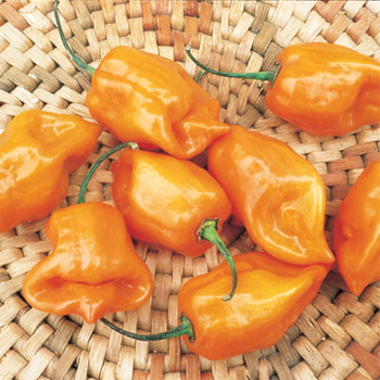 Pepper, Hot, Scotch Bonnet Orange
