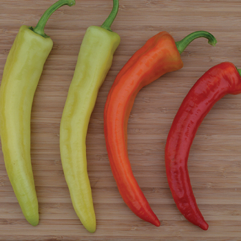 Pepper, Hot, Hot Sunset Hybrid 