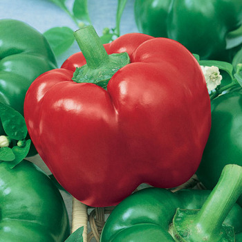 Pepper, Hot, Mexibell Hybrid