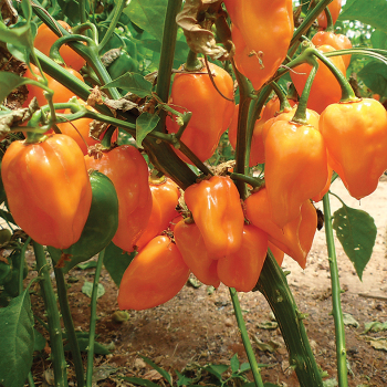 Magnum Pepper