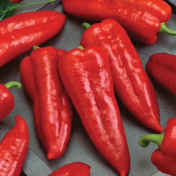Pepper, Hot, Giant Ristra Hybrid 
