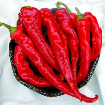 Hot Portugal Pepper