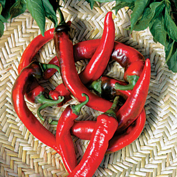 Pepper, Hot, Hot Portugal 