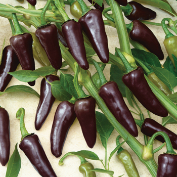 Pepper, Hot, Purple Jalapeno
