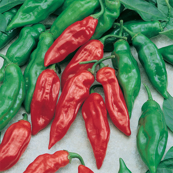 Habanero Mayan Pepper
