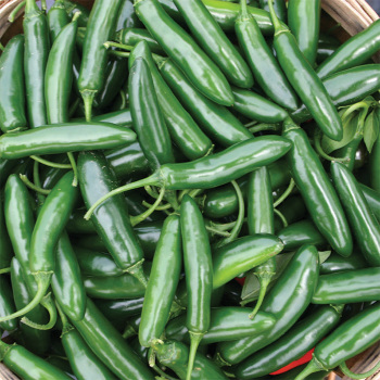 Devil Serrano Pepper