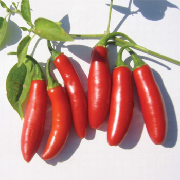 Serrano Tampiqueno Pepper