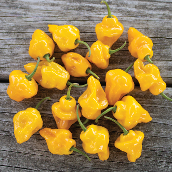 Pepper, Hot, Trinidad Perfume  Pepper, Hot, Trinidad Perfume