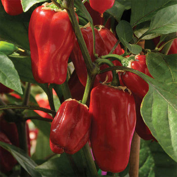 Sweet Heat Hybrid Pepper