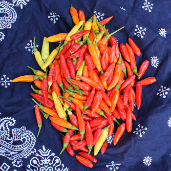 Pepper, Hot, Tabasco