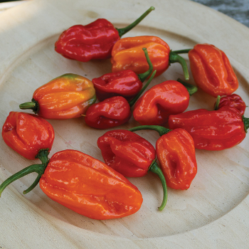 Pepper, Hot, Aji Dulce #2 Pepper, Hot, Aji Dulce #2