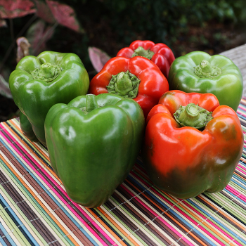 Pepper, Sweet, Bull Nose