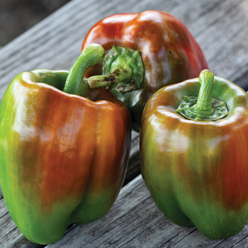 Pepper, Sweet, Bull Nose Pepper, Sweet, Bull Nose