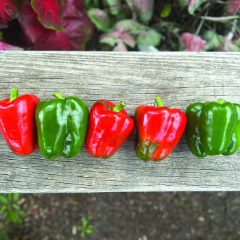 Pepper, Sweet, Big Red