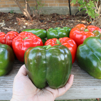 Pepper, Big Stack S10 Hybrid