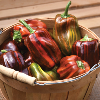Pepper, Sweet, Candy Cane Chocolate Cherry Hybrid Pepper, Sweet, Candy Cane Chocolate Cherry Hybrid