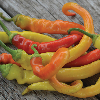 Pepper, Sweet, Corbaci  Pepper, Sweet, Corbaci