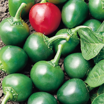 Pepper, Sweet, Cherry Pick Hybrid  Pepper, Sweet, Cherry Pick Hybrid